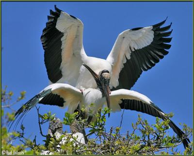 Mating Wood Storks