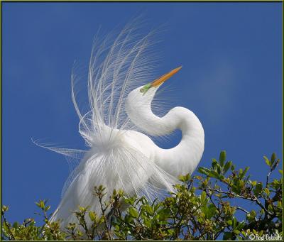Egret in Plume 2