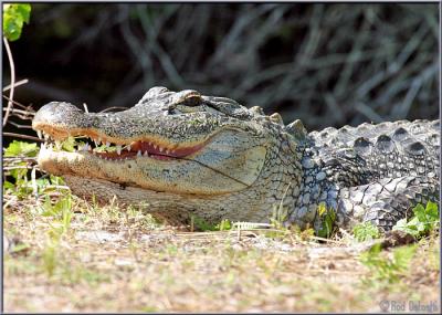 u42/rod_ostoski/medium/27538210.GatorKARS.jpg