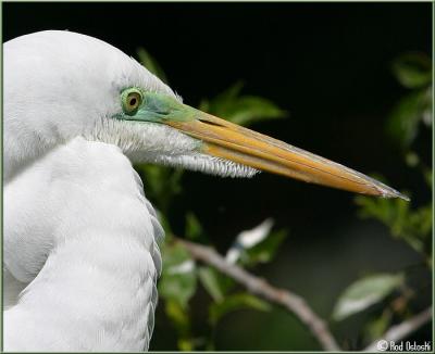 Egret close up