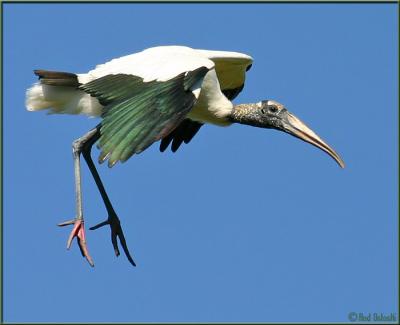 Wood Stork in-flight