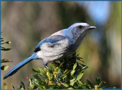 Scrubjay