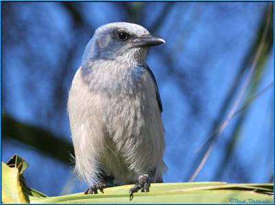 Scrubjay