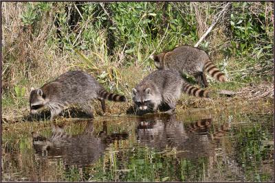 Racoon Family