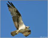 Osprey In-flight