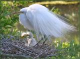 Mom & Chicks