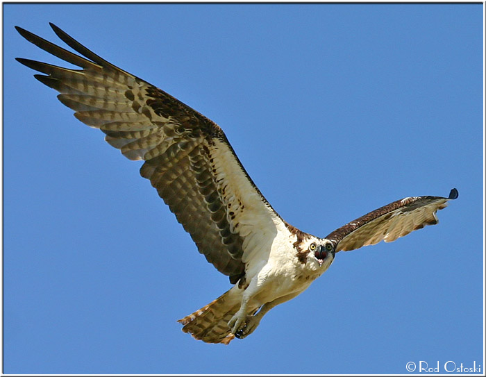 Osprey talking in-flight