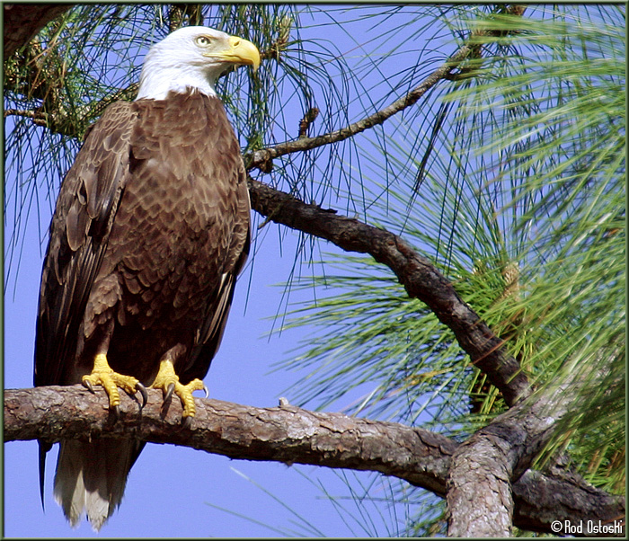 Eagle perched near nest