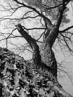 bwtree