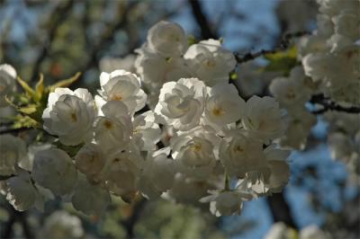 White Cherry Blossoms.jpg