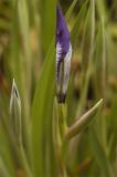 Iris-Wrap.jpg