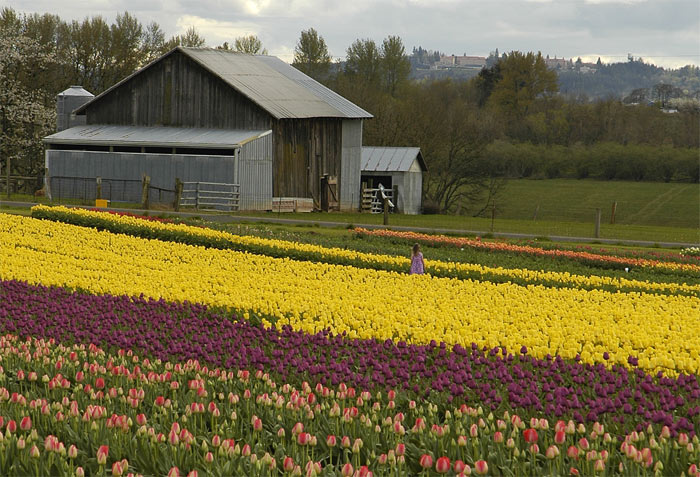 Girl-Lost-In-Tulips.jpg