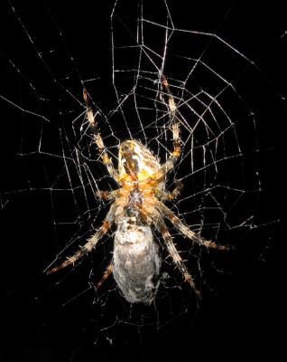 Spider 2