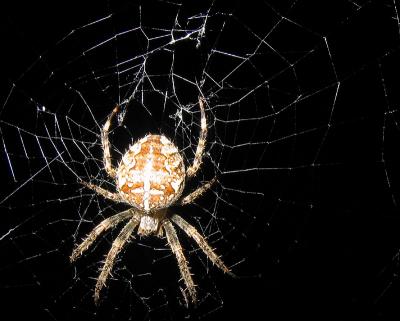 Spider 3