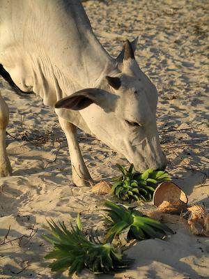 Cow on the beach 2