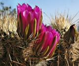 Barrel cactus flower