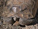 Desert tortoise