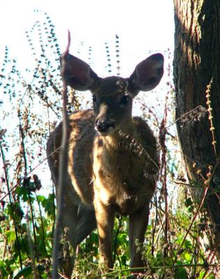 u42/rosah/medium/34299947.deer036.jpg