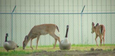 deer