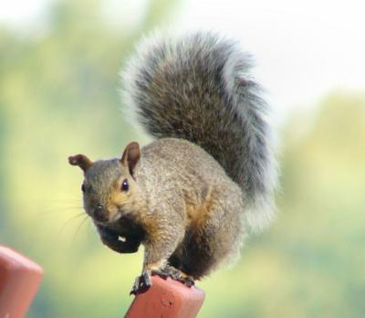 squirrels