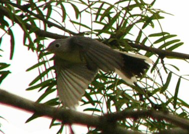 blue-gray gnatcatcher