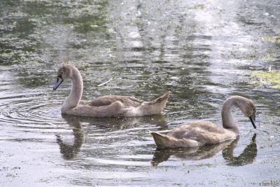 Cygnets