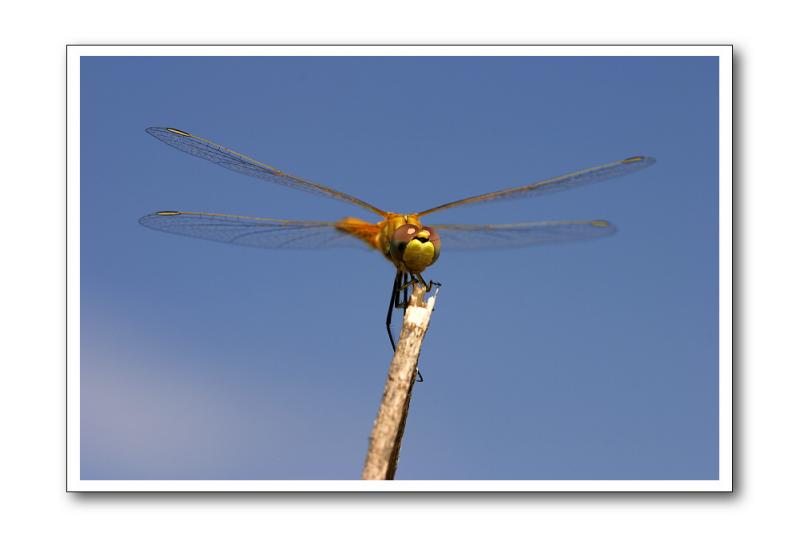 Liblula