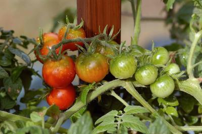 u42/rryan/medium/27641334.Tomatoes02.jpg
