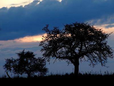 Tree and clouds