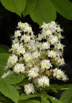 Kastanienbluete (Bloom of Chestnut)