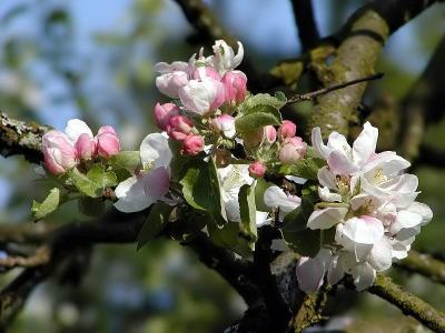 Apfelblueten (Apple blossoms)