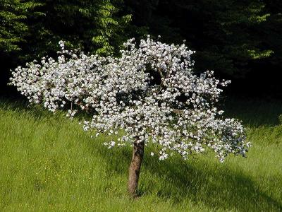 Blooming Apple tree