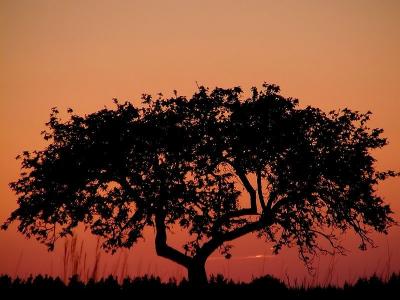 Apple Tree / Sunset