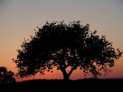 Tree / Sunset