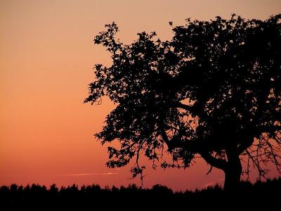 Apple Tree / Sunset II