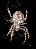 Kreuzspinne (Araneus diadematus)