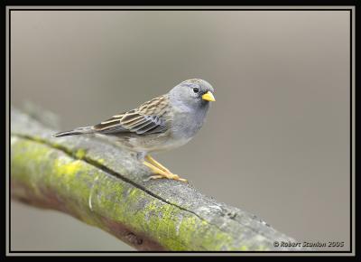 Band-tailed Sierra-Finch