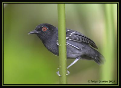 Black-tailed Antbird