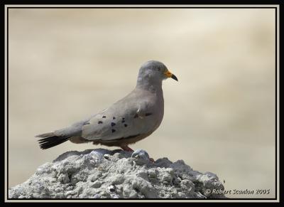 Croaking Ground-Dove