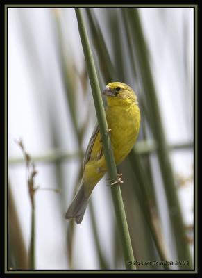 Grassland Yellow-Finch