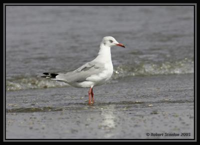 Grey-headed Gull 2