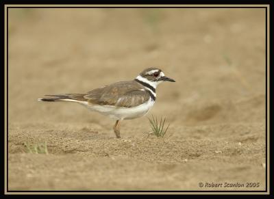 Killdeer