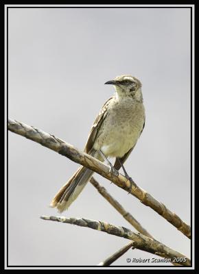 Long-tailed Mockingbird 2
