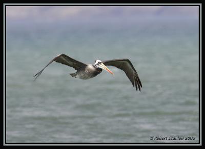 Peruvian Pelican