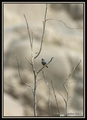 Slender-billed Finch