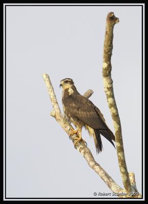 Snail Kite