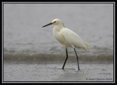 Snowy Egret