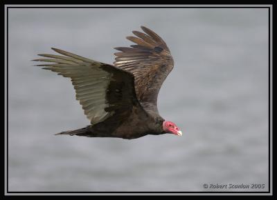 Turkey Vulture 2