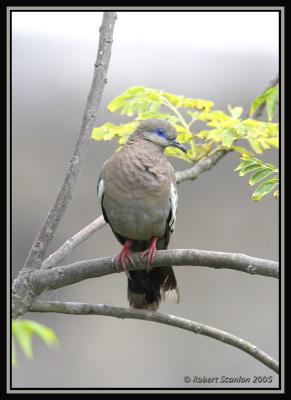 West-Peruvian Dove