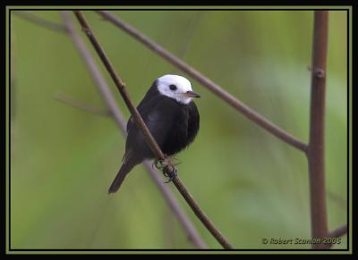 White-headed Marsh-Tyrant